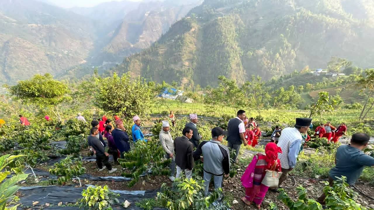 कफी खेती अवलोकन गर्न कृषक काभ्रेको महाभारतमा 